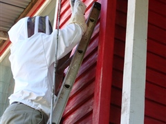 Surveying for bee diseases in Makira